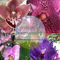 OFEPLANTAS-EN-BUCARAMANGA